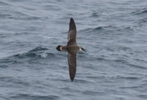 Great Shearwater in Flight. Photo credit: Pamela Hunt,Great Shearwater resting on ocean. Photo credit: Pamela Hunt,,