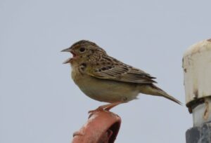 Singing Grasshopper Sparrow. Photo by Pamela Hunt.