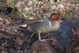 Male Green-winged Teal. Photo credit: Pamela Hunt,Female Green-winged Teal. Photo credit: Pamela Hunt,,