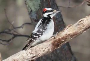 Male Hairy Woodpecker. Photo credit: Pamela Hunt,Female Hairy Woodpecker. Photo credit: Pamela Hunt,,