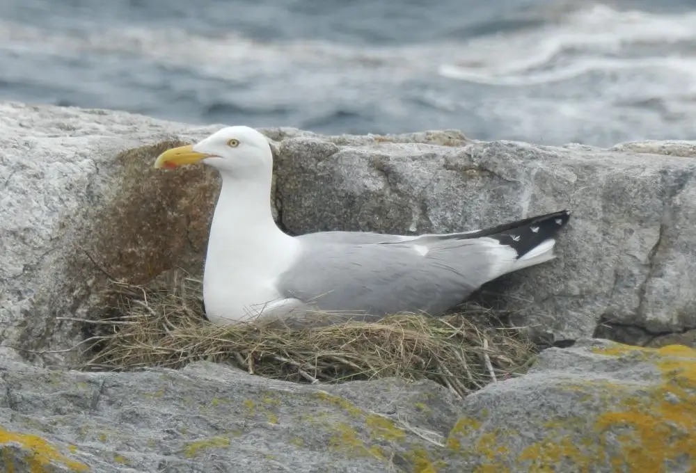 Adult Herring Gull on a nest. Photo Credit: Pamela Hunt
