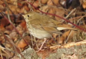 Hermit Thrush. Photo Credit: Pamela Hunt