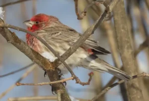 Male House Finch. Photo Credit: Pamela Hunt