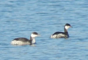 Horned Grebes in winter plumage. Photo credit: Pamela Hunt,,,