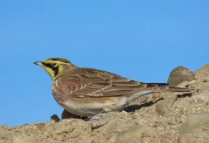 Adult Horned Lark. Photo Credit: Pamela Hunt