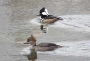 Pair of Hooded Mergansers. Photo credit: Pamela Hunt,,,