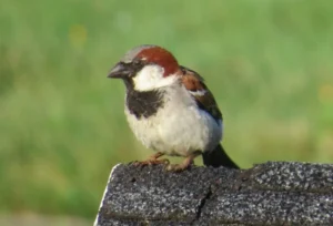 Male House Sparrow. Photo Credit: Pamela Hunt