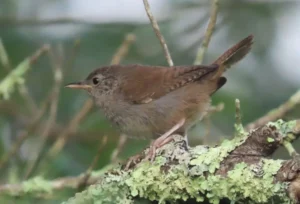 House Wren. Photo Credit: Pamela Hunt