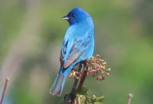 Male Indigo Bunting. Photo Credit: Pamela Hunt