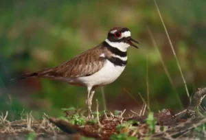 Killdeer. Photo Credit: Pamela Hunt