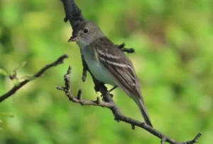 Least Flycatcher. Photo credit: Pamela Hunt,,,