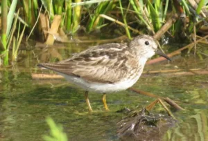 Least Sandpiper. Photo Credit: Pamela Hunt