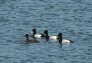 Lesser Scaup. Photo credit: Pamela Hunt,,,