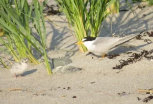 Least Tern and chick. Photo credit: Pamela Hunt,Least Tern in flight. Photo credit: Pamela Hunt,,