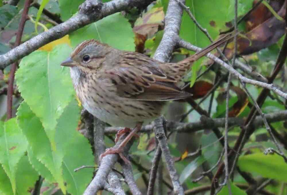 Lincoln's Sparrow. Photo by Pamela Hunt.