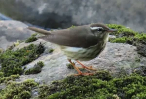 Louisiana Waterthrush. Photo Credit: Pamela Hunt