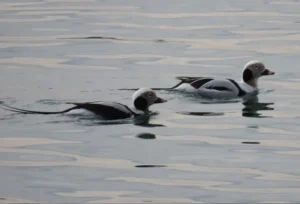 Winter male Long-tailed Ducks. Photo credit: Pamela Hunt,Winter female Long-tailed Duck. Photo credit: Pamela Hunt,Male Long-tailed Ducks in breeding plumage.,