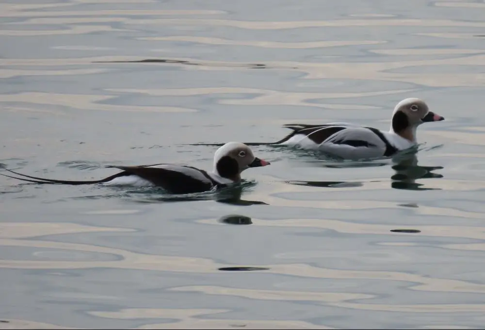 Winter male Long-tailed Ducks. Photo credit: Pamela Hunt,Winter female Long-tailed Duck. Photo credit: Pamela Hunt,Male Long-tailed Ducks in breeding plumage.,