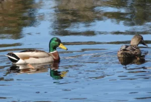 Pair of Mallards. Photo credit: Pamela Hunt,Female Mallard and ducklings. Photo credit: Pamela Hunt,Mallard nest and eggs. Photo credit: Pamela Hunt,