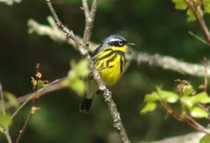 Male Magnolia Warbler. Photo Credit: Pamela Hunt