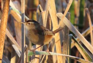 Marsh Wren. Photo by Pamela Hunt