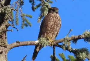 Adult Merlin. Photo credit: Pamela Hunt,Immature Merlin.,,