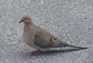 Mourning Dove. Photo credit: Pamela Hunt,,,