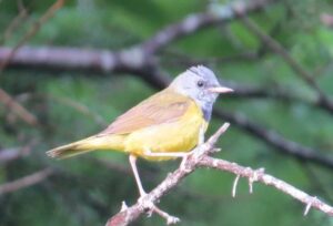 Male Mourning Warbler. Photo by Pamela Hunt.