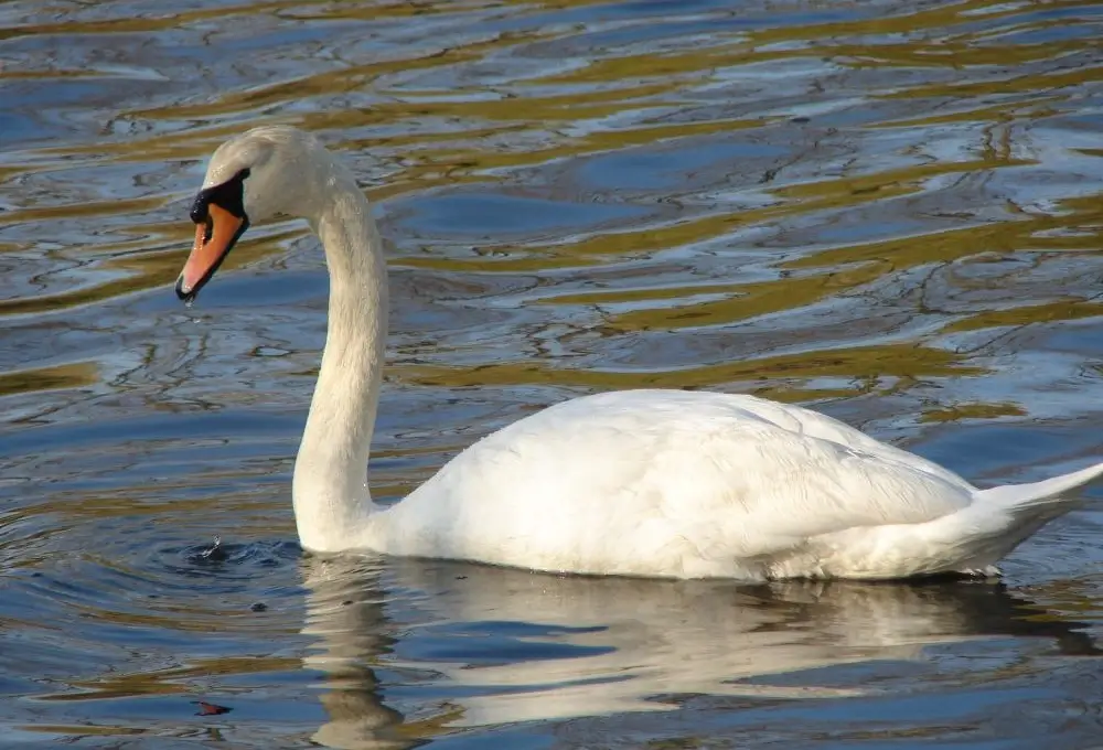 Adult Mute Swan. Photo credit: Pamela Hunt,,,