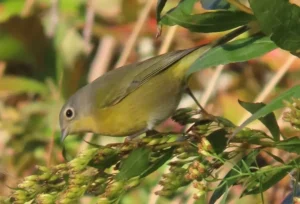 Nashville Warbler. Photo Credit: Pamela Hunt