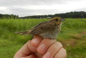 Coastal subspecies of Nelson's Sparrow. Photo by Pamela Hunt.