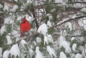 Male Northern Cardinal. Photo credit: Pamela Hunt,Female Northern Cardinal.,,