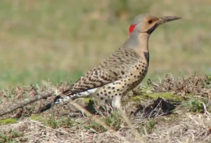 Male Northern Flicker. Photo credit: Pamela Hunt,,,