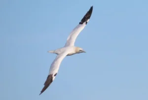 Adult Northern Gannet in flight. Photo credit: Pamela Hunt,Immature Northern Gannet in flight.,,