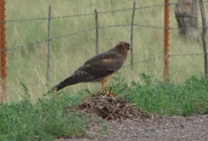 Immature Northern Harrier. Photo credit: Pamela Hunt,Immature Northern Harrier in flight. Photo credit: Pamela Hunt,,