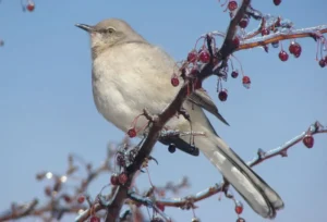 Northern Mockingbird. Photo Credit: Pamela Hunt