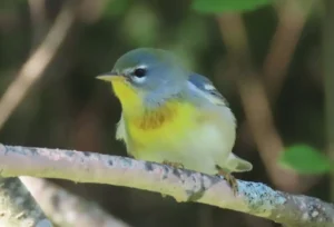 Male Northern Parula. Photo Credit: Pamela Hunt