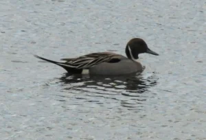 Male Northern Pintail. Photo credit: Pamela Hunt,Female Northern Pintail. Photo credit: Pamela Hunt,,