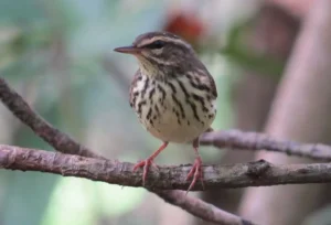 Northern Waterthrush. Photo Credit: Pamela Hunt