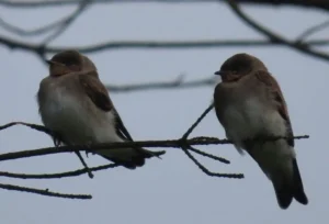 Northern Rough-winged Swallow. Photo Credit: Pamela Hunt