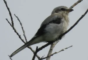 Immature Northern Shrike. Photo credit: Pamela Hunt,,,