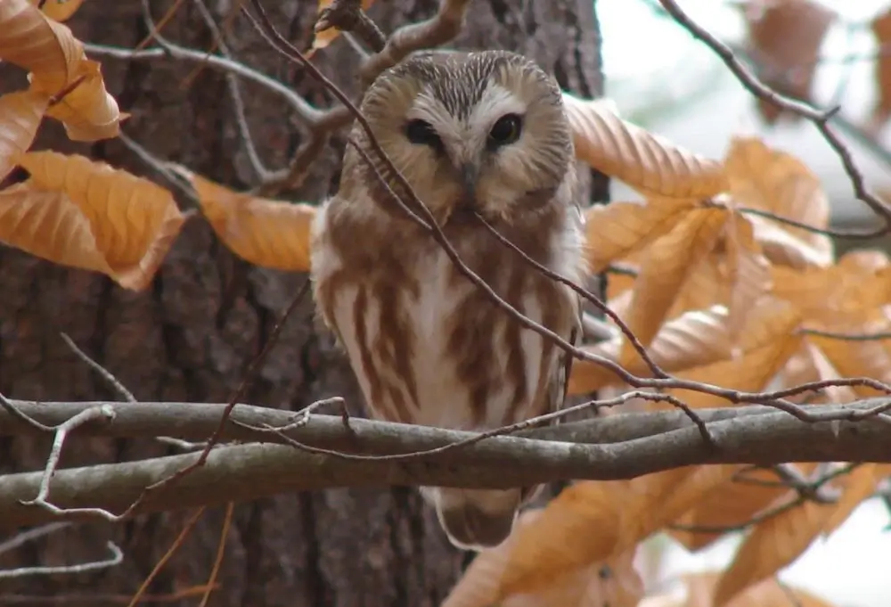 Adult Northern Saw-whet Owl. Photo credit: Pamela Hunt,.,,