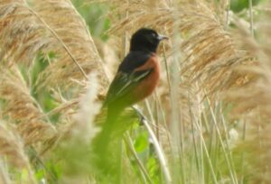 Adult male Orchard Oriole. Photo by Pamela Hunt.