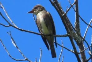 Olive-sided Flycatcher. Photo credit: Pamela Hunt,,,