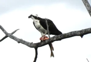 Osprey with a fish. Photo credit: Pamela Hunt,Osprey nest with young. Photo credit: Pamela Hunt,Osprey in flight. Photo credit: Pamela Hunt,