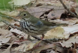 Ovenbird. Photo Credit: Pamela Hunt