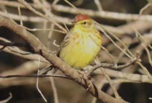 Palm Warbler (eastern yellow subspecies). Photo Credit: Pamela Hunt