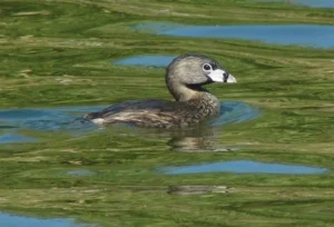 Adult Pied-billed Grebe. Photo credit: Pamela Hunt,Juvenile Pied-billed Grebes. Photo credit: Pamela Hunt,Winter plumage Pied-billed Grebe. Photo credit: Pamela Hunt,Adult Pied-billed Grebe with young on its back,. Photo credit: Pamela Hunt