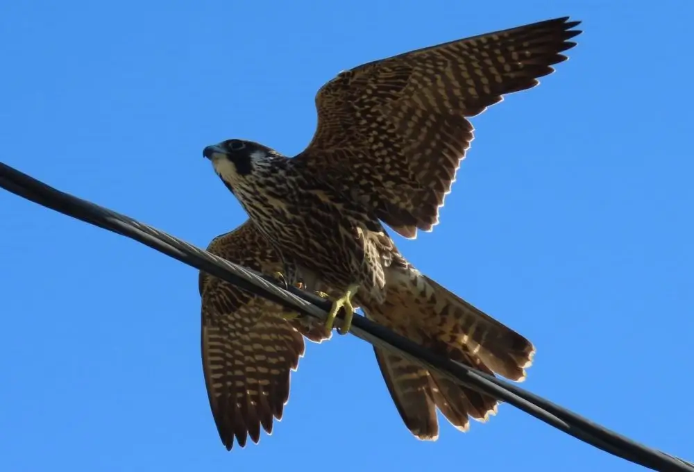 Immature Peregrine Falcon. Photo credit: Pamela Hunt,Adult Peregrine Falcon with prey. Photo credit: Pamela Hunt,,