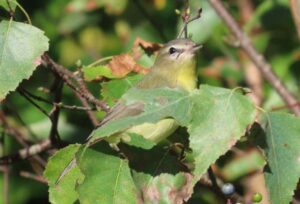 Philadelphia Vireo. Photo by Pamela Hunt.